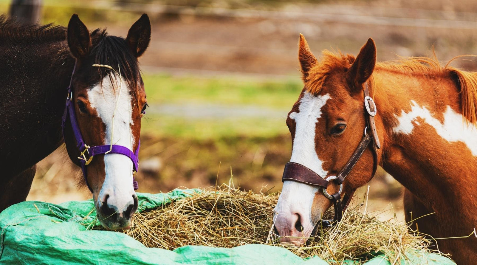Digestive Health for Horses - 6 Natural Remedies to Try