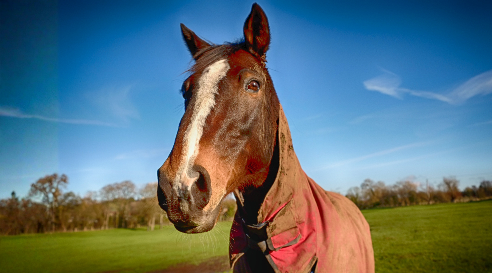 A horse in the paddock wearing a red cover looking at the camera.