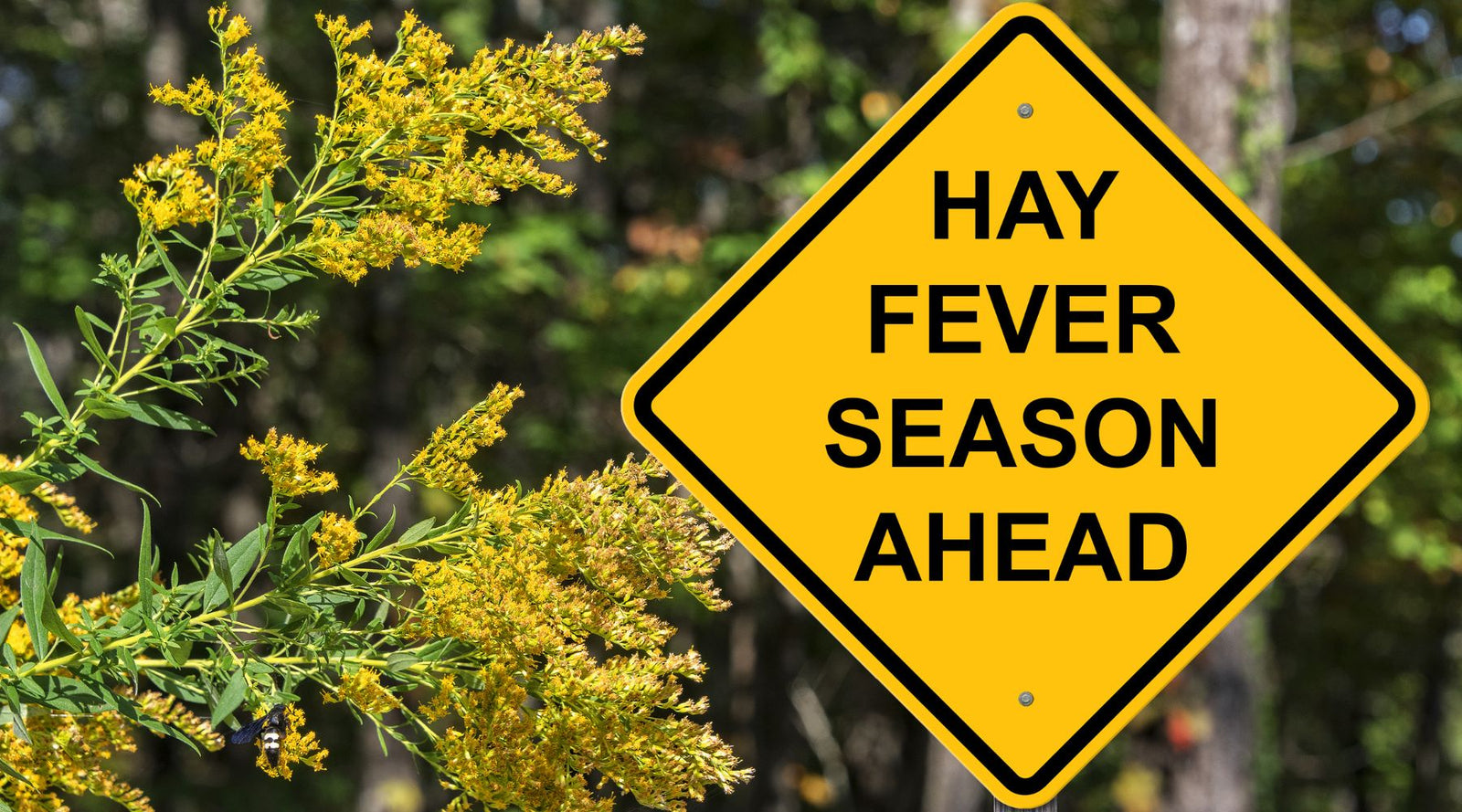 Road sign with the words 'Hay Fever Season Ahead' situated in a field with shrubs covered in yellow flowers full of pollen.