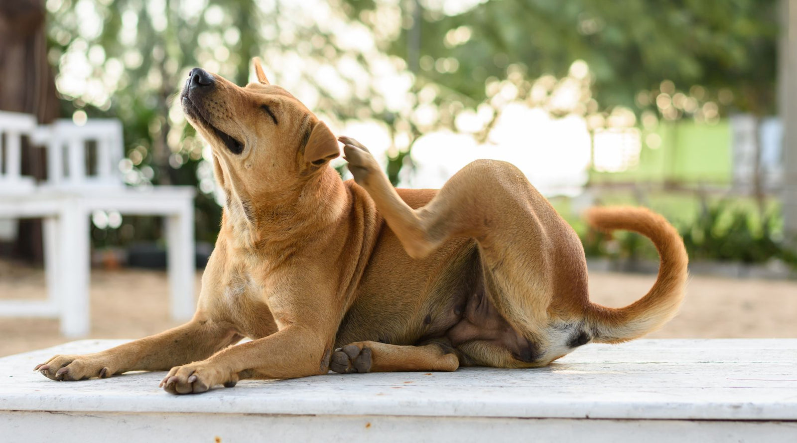 Discover how allergies affect your pet's skin, stomach, ears and more. Learn the symptoms of common pet allergies and how to support your dog or cat with gentle, natural remedies.