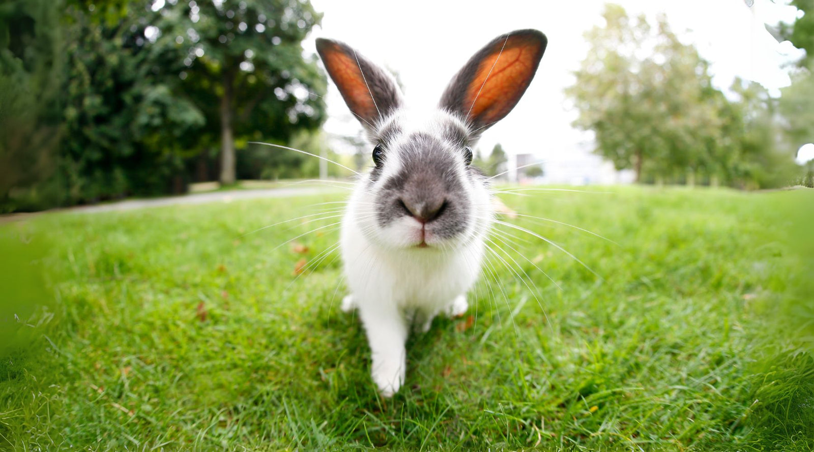 In this blog post we talk about how to keep your pet rabbit healthy: 7 common conditions and how to manage them