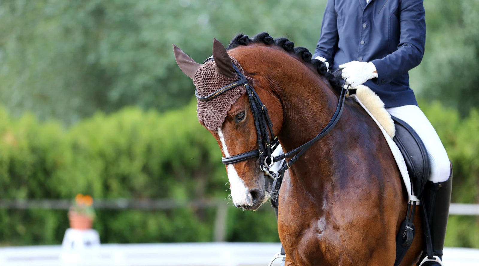 Dressage horse and rider ready to compete. Blog post about natural remedies to help prepare your horse for show season.