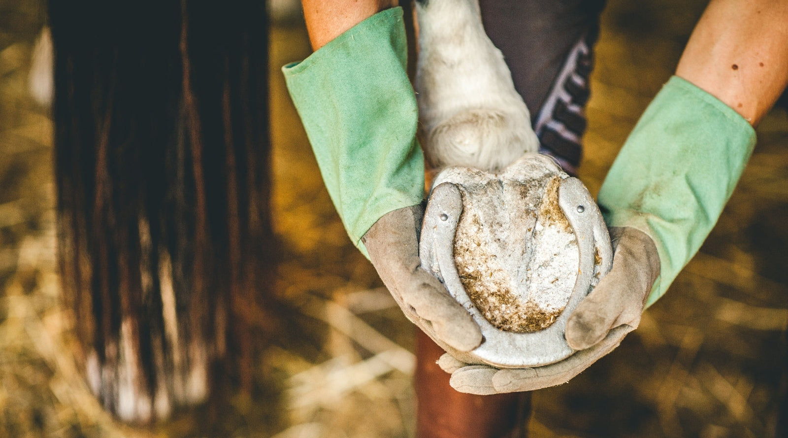 Hoof Care - 7 Common Conditions and How To Manage Them