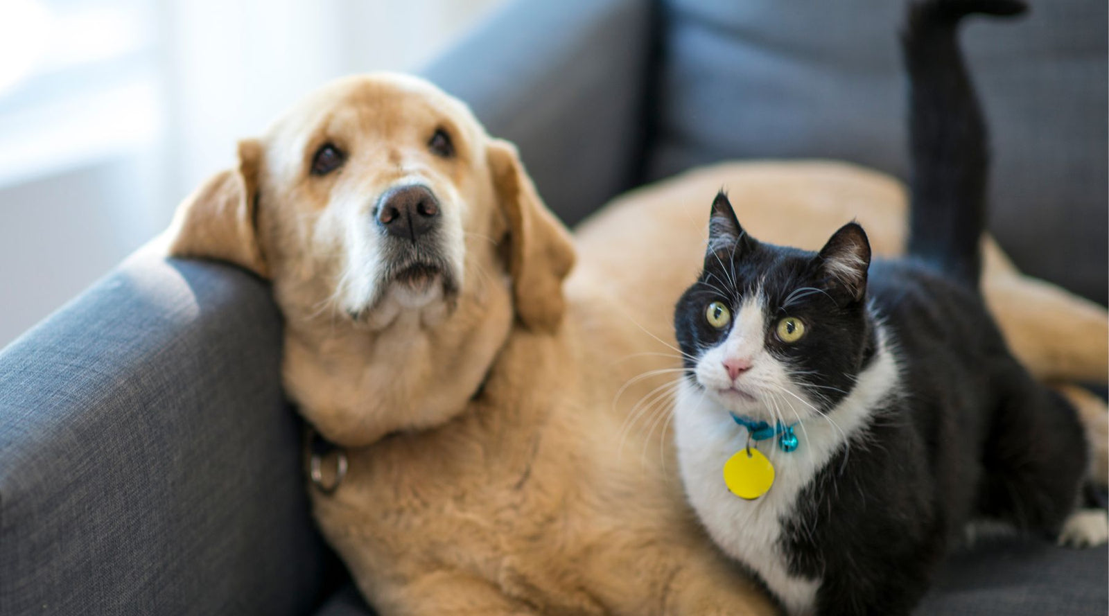 Anxious Pet? Seven Natural Remedies To Try.