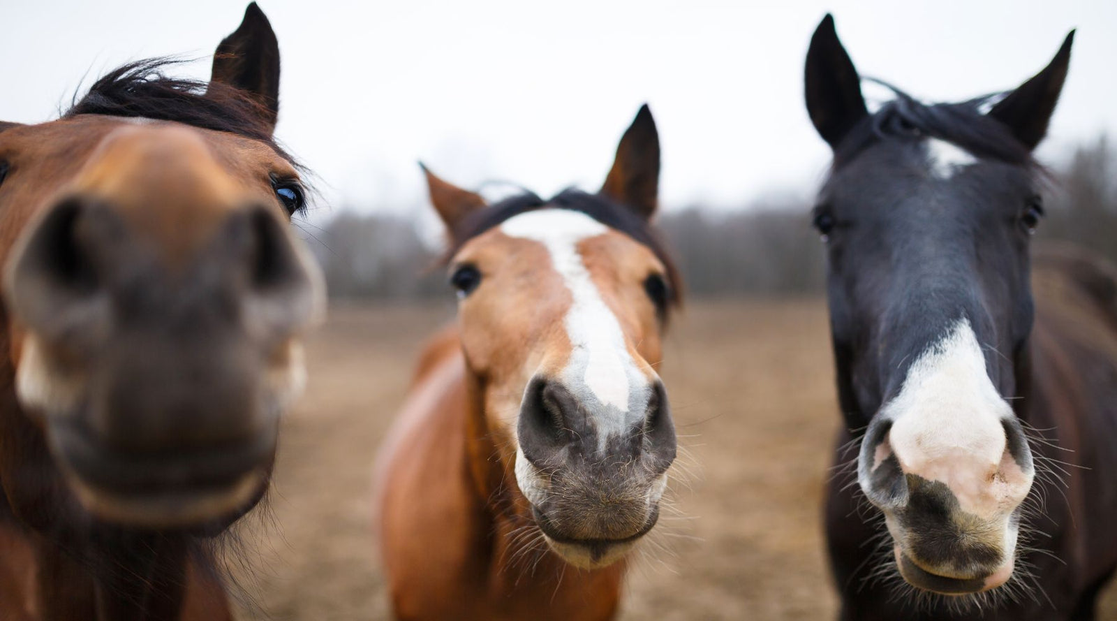 Which Hippo Health 100% natural calming remedy supplement is right for your horse?