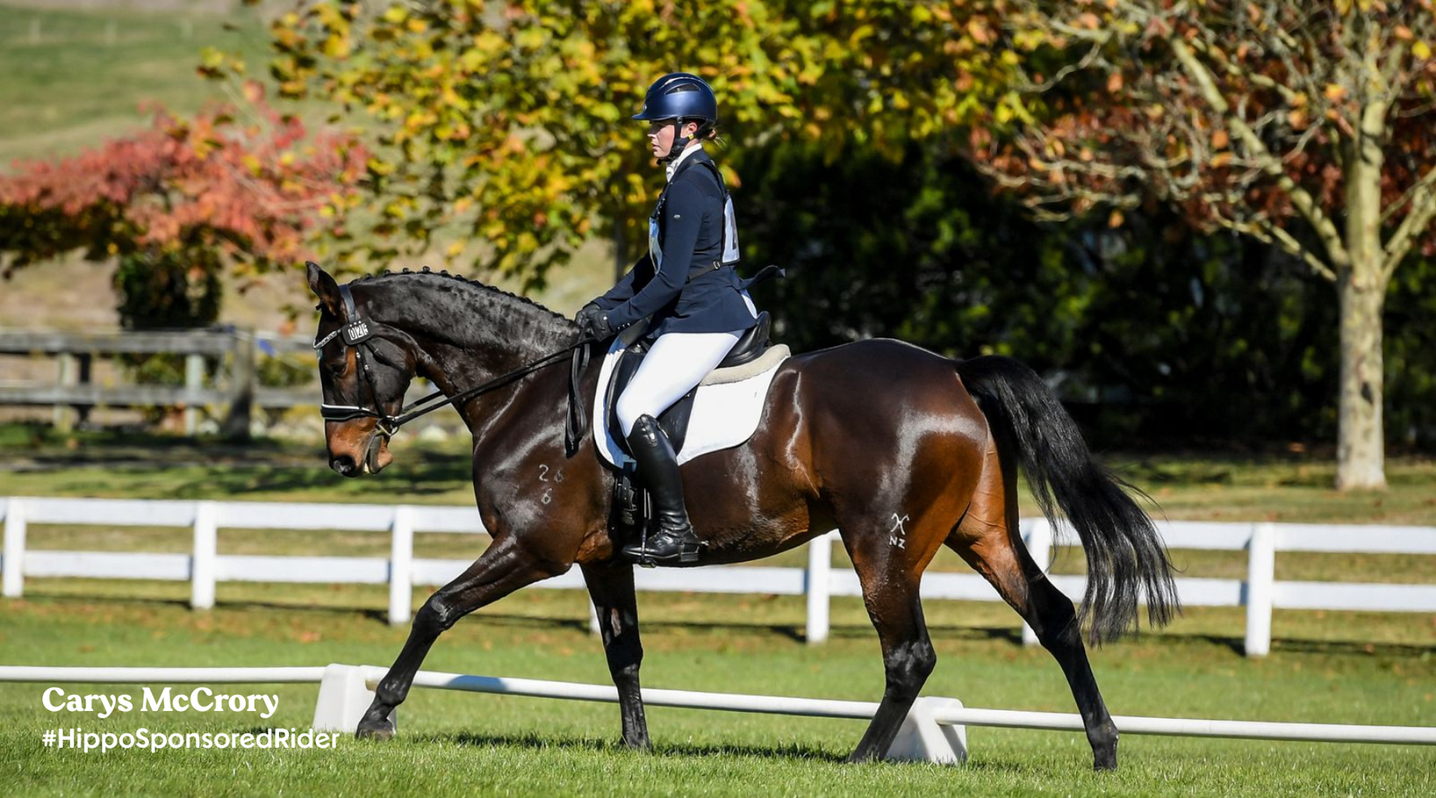 Supporting Performance Horses: Remedies for dehydration, muscle strain, leg swelling and minor injury