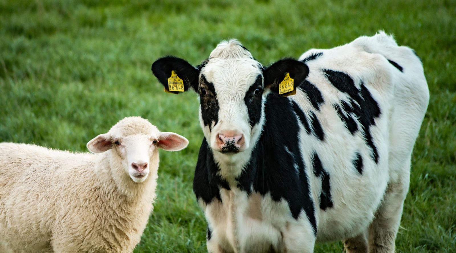 A cow and a sheep in a paddock full of lush grass, which can be at high risk of spores that can cause facial eczema in livestock.