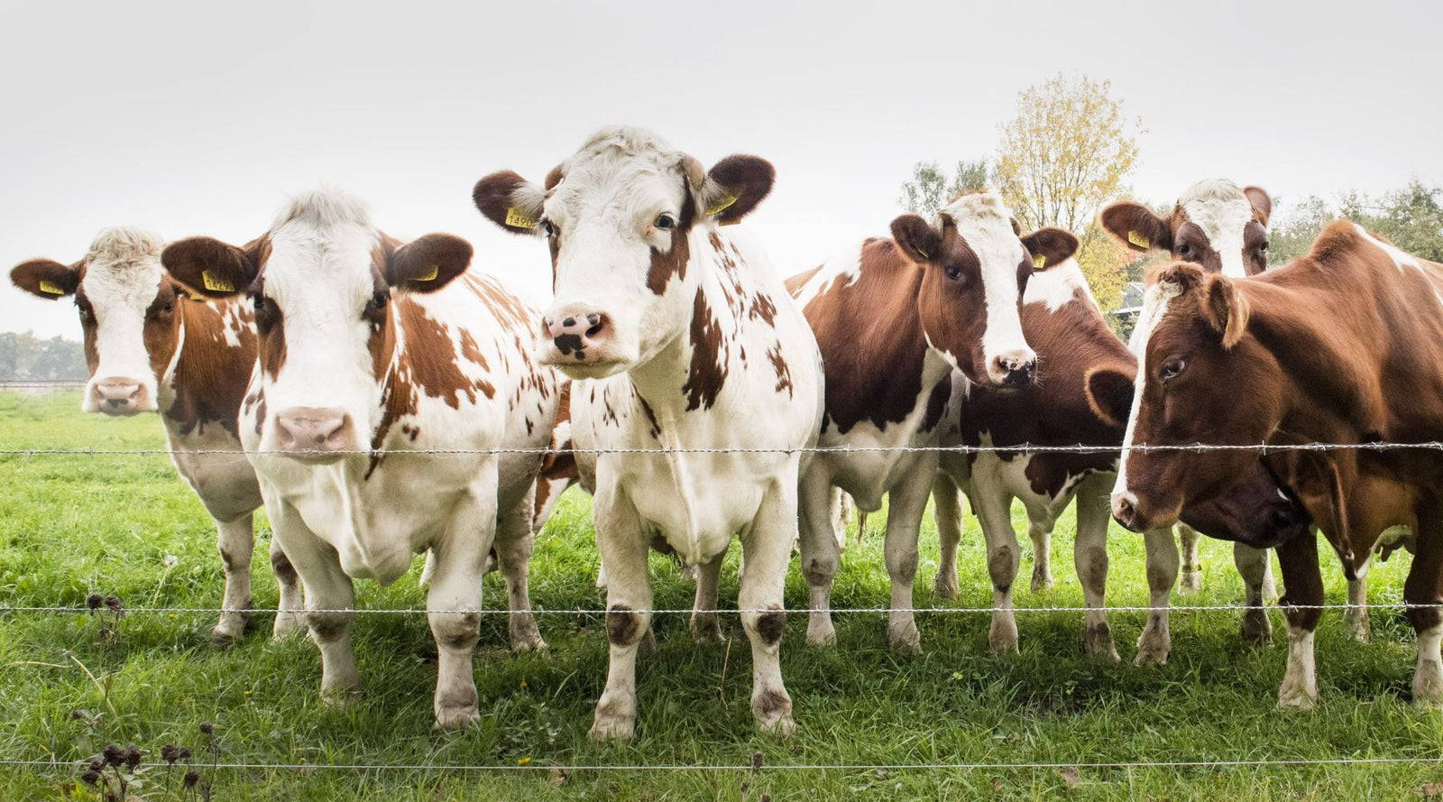 Cows standing in a winter paddock - preventing and managing foot rot in cattle, sheep, goats and deer.