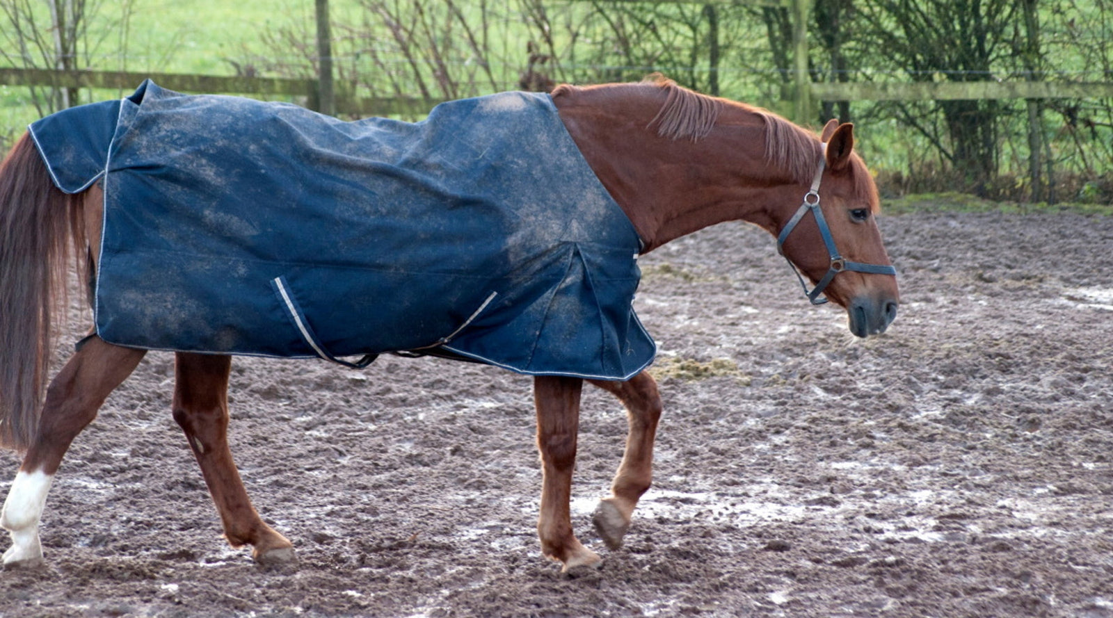3 Ways to Prepare Your Horse for Winter