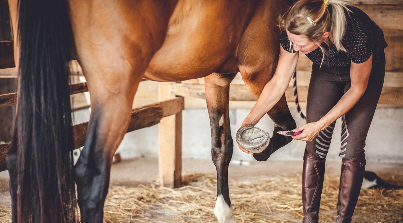 A woman using a hoof pick on her horse to prevent a hoof abscess