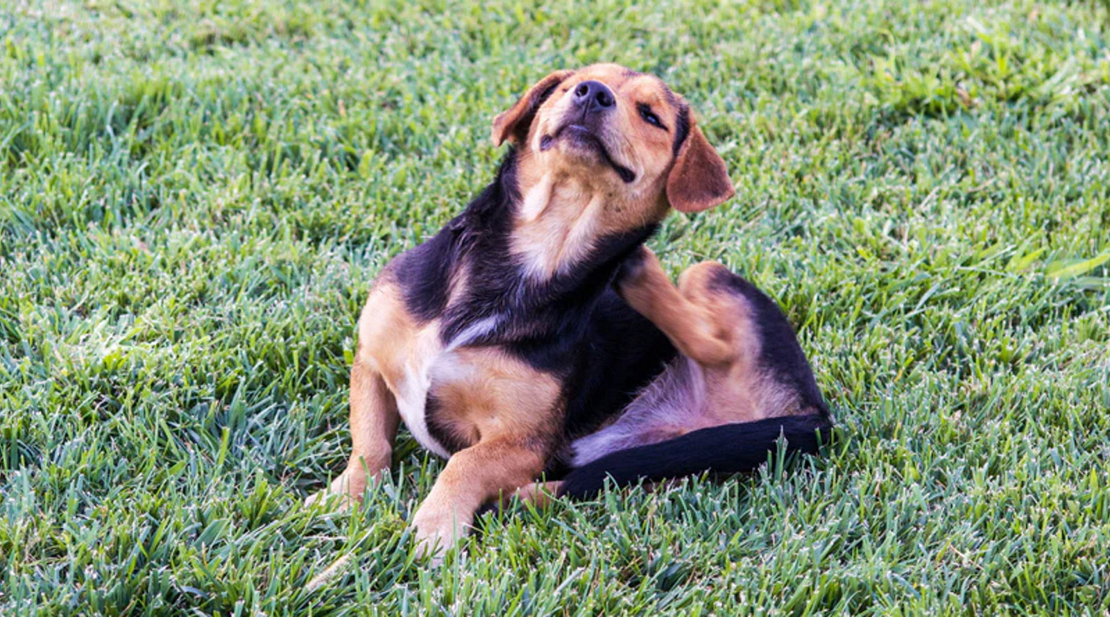 Itchy dog? Tips for identifying and managing skin conditions