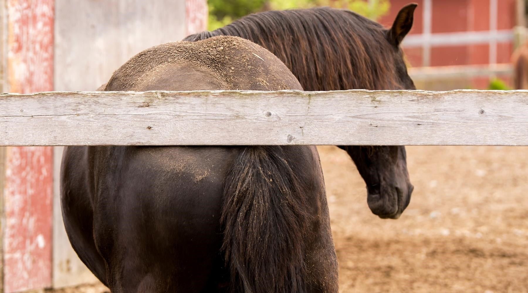 Itchy horse? Tips for identifying and managing skin conditions