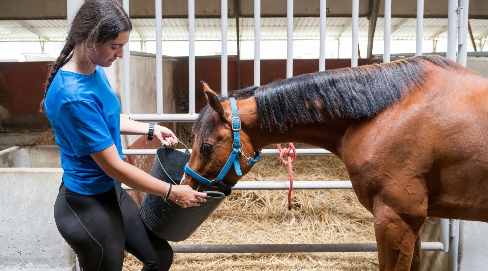 • Recognise signs of laminitis flareups and act quickly to help reduce symptoms. Woman in a blue top giving feed in a bucket to a bay horse. They are both standing inside a stable.