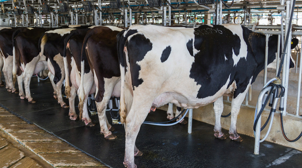Dairy cows in the milking shed to demonstrate mastitis in dairy cows