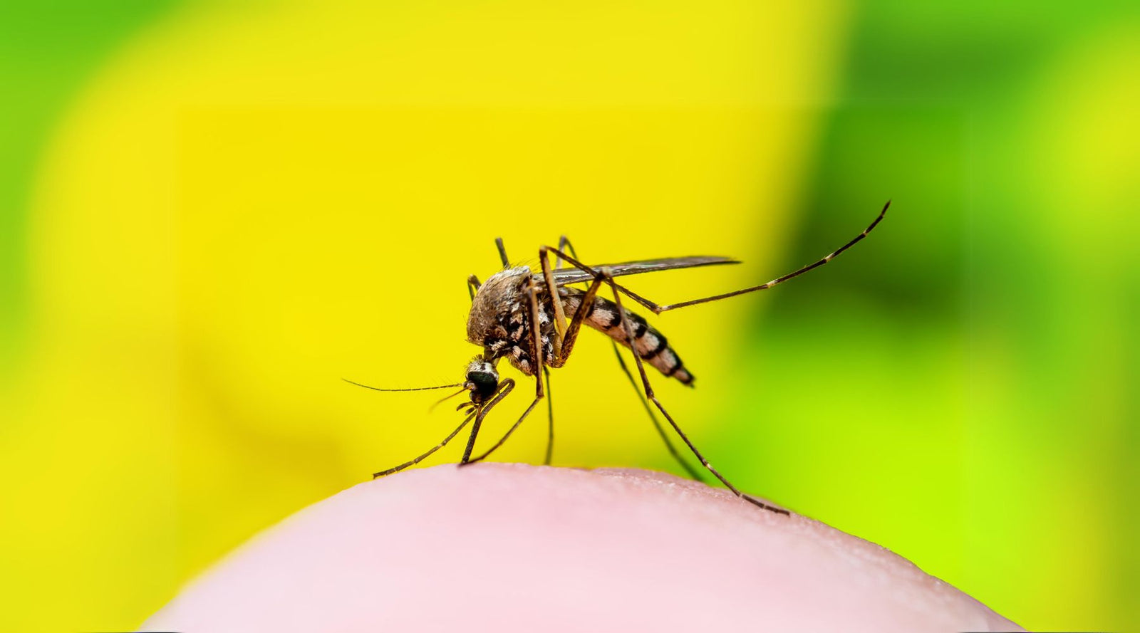 Mozzies Plus Natural Insect Repellent for People. Easy to use and chemical-free.