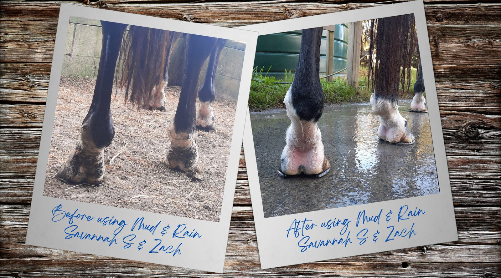 Does our oral mud fever remedy get results? Check out these before & after photos.