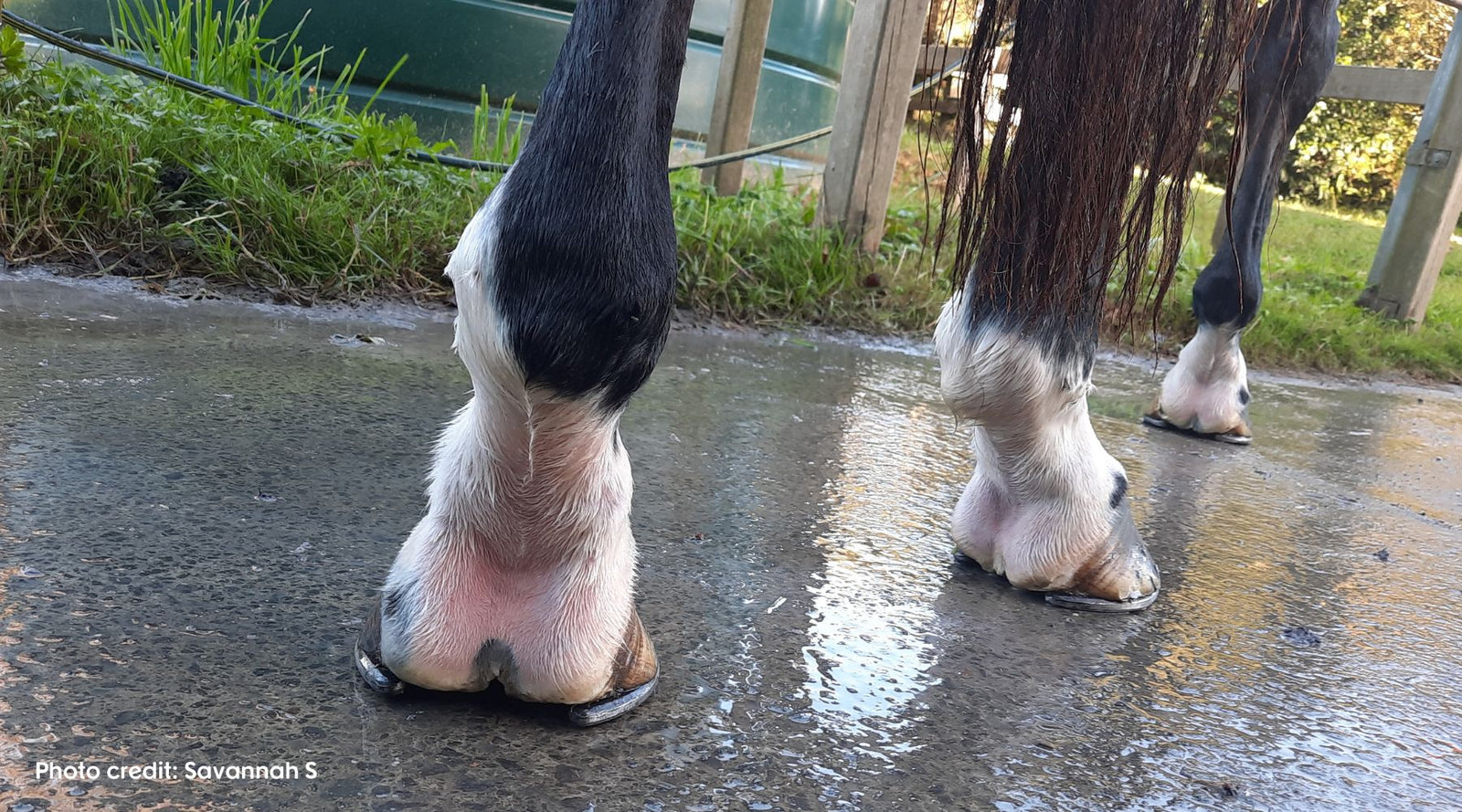 How to prevent and manage greasy heel using our natural Mud & Rain remedy.