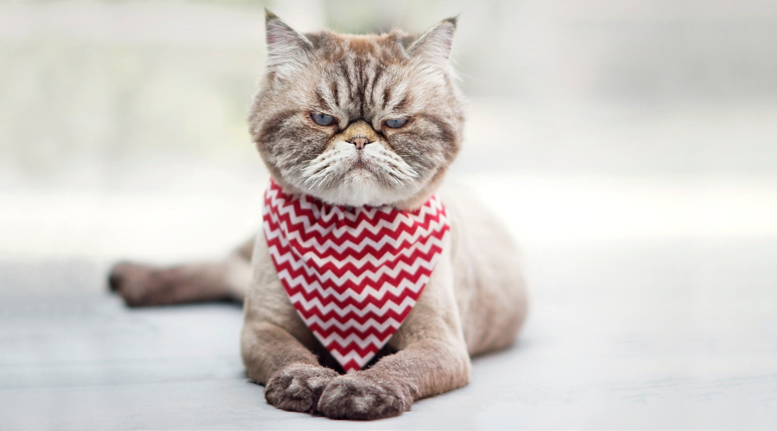 6 Scratch-free Ways To Dose A Cat