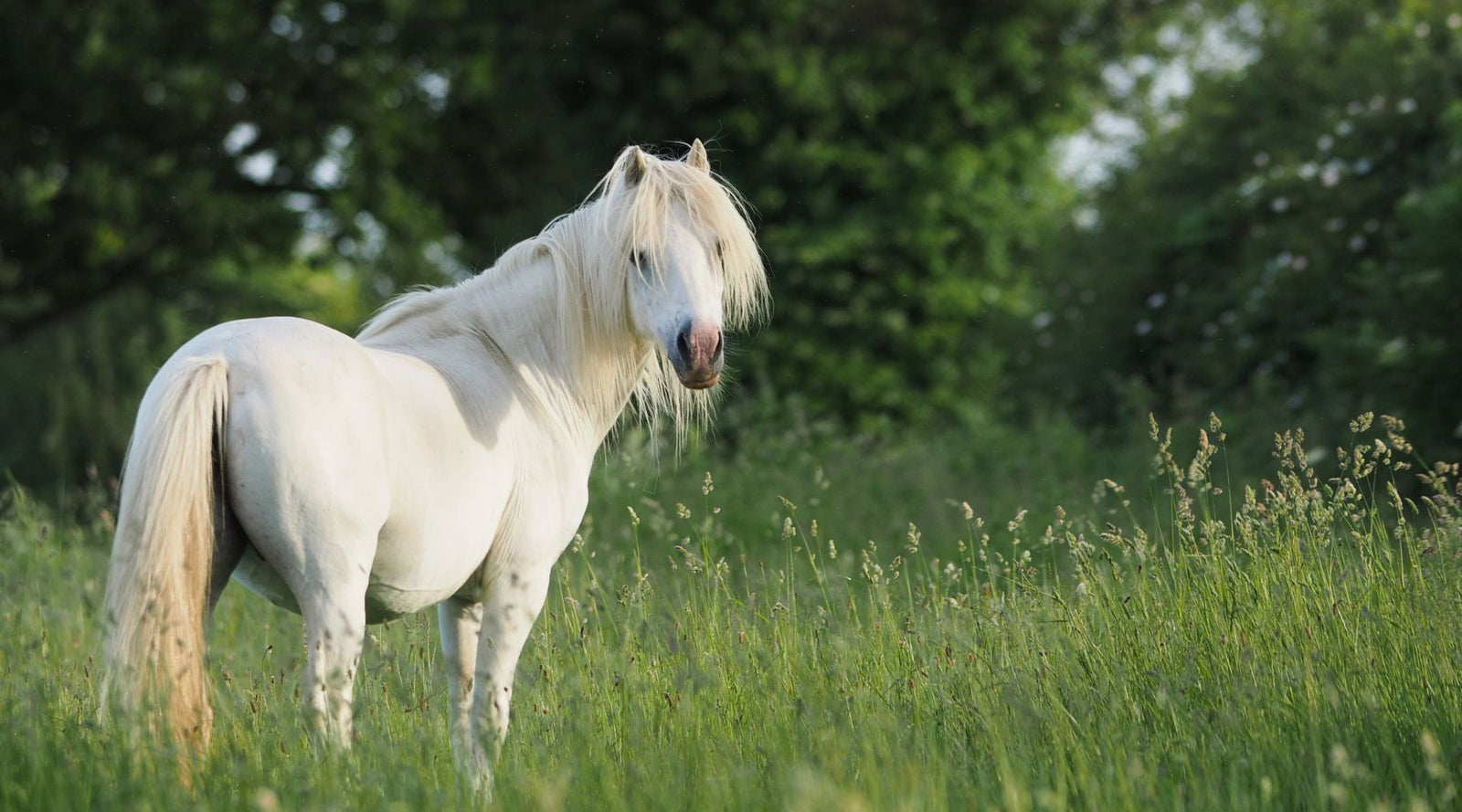 From itchy skin and coughs to digestive upsets and grass mumps, seasonal and environmental allergies can cause a range of symptoms in horses. This guide helps you understand what might be going on and how to support your horse with natural remedies.