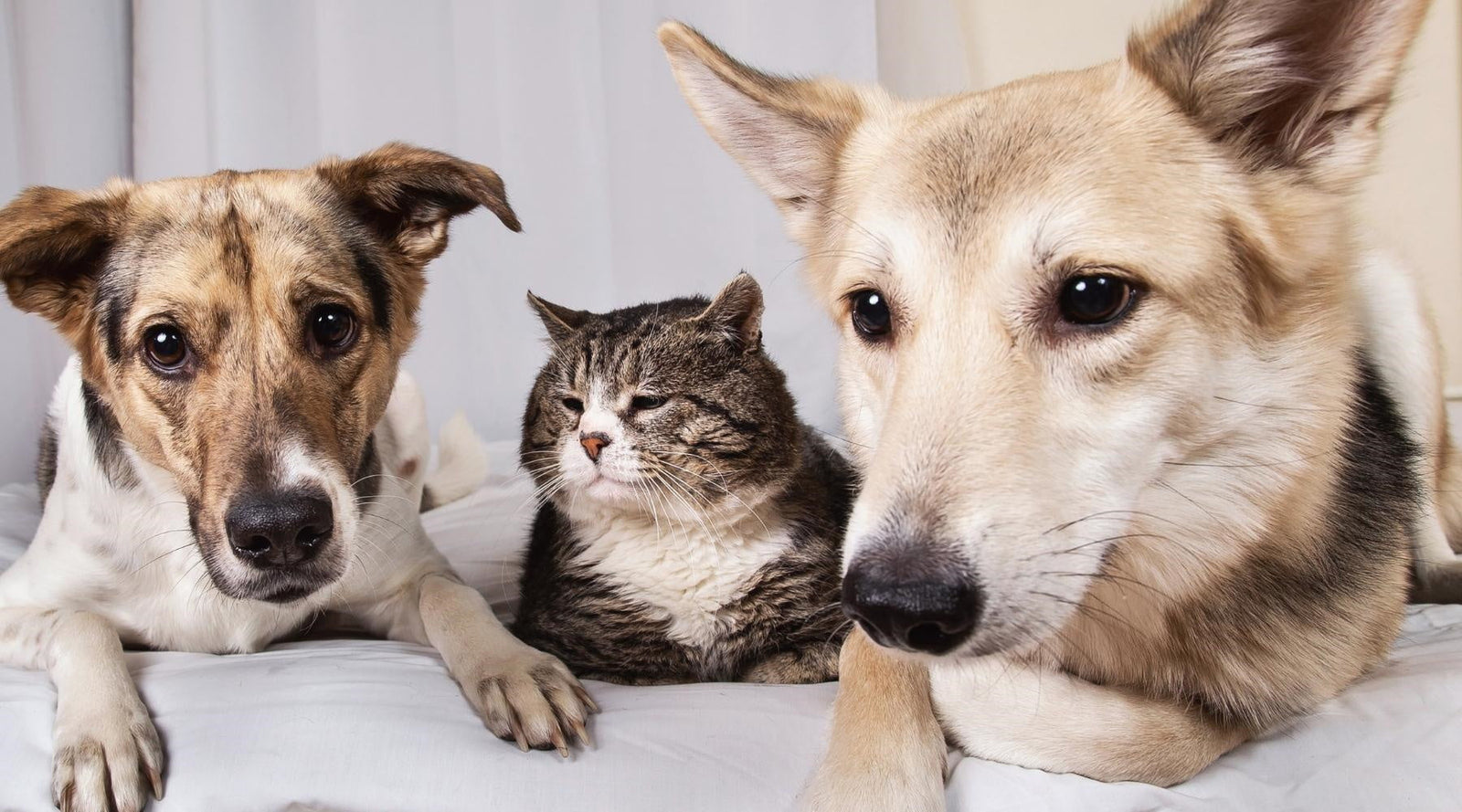 Helping senior pets live their best lives