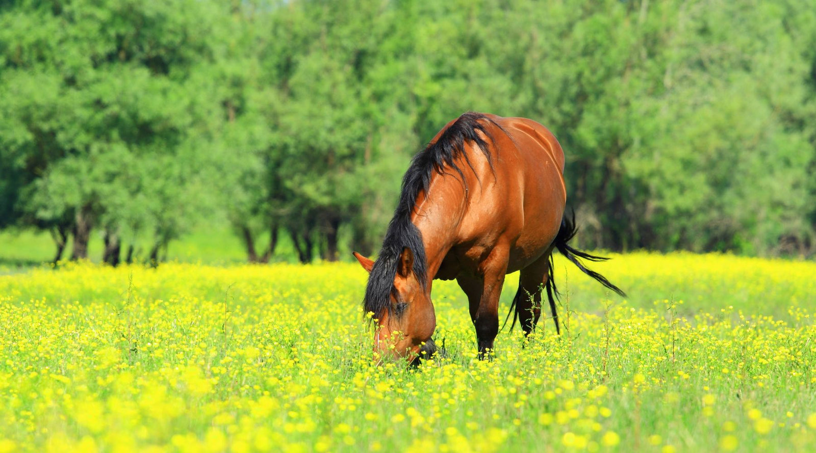 Spring grass growth and your horse - 7 conditions to watch out for such as Ryegrass staggers, grass mumps, grass crazies, photosensitivity & more.