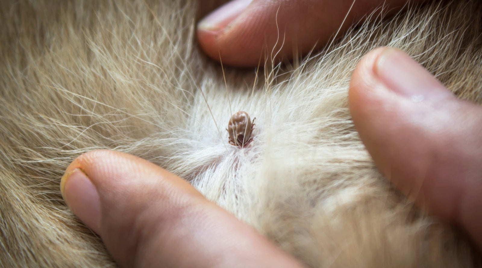 Ticks in horse fur: Tips to Keep Horses Free From Ticks, Flies & Mosquitos