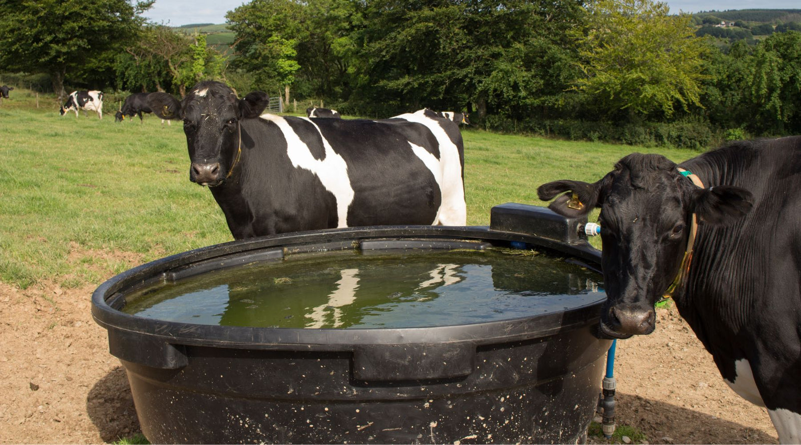 Blog Post: How to Trough Dose Livestock. A practical guide to trough dosing for farmers. Learn how natural dosing works, how to use it across shared livestock troughs, and why it’s an easy and cost-effective way to support herd health.