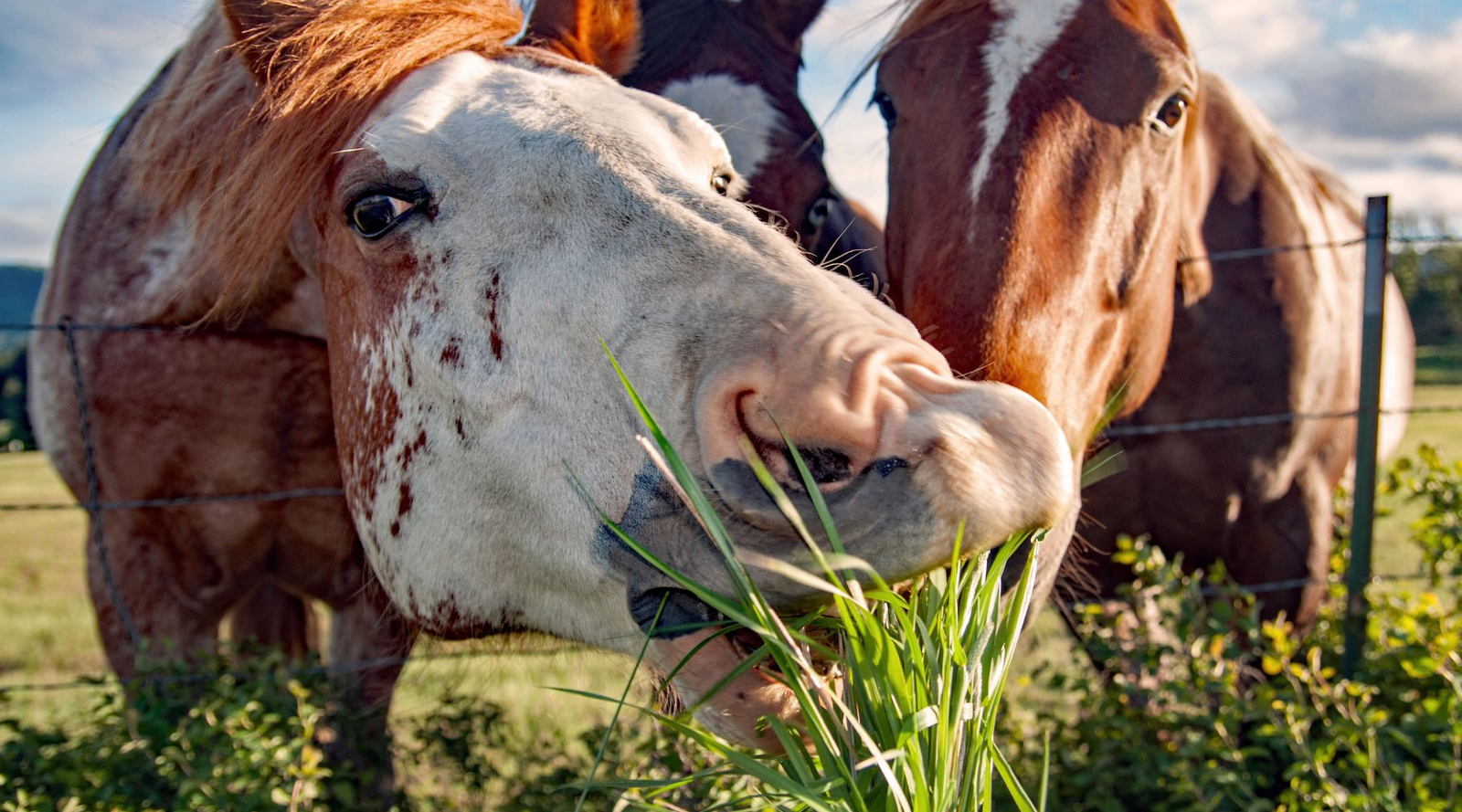 Horses stretching across a fence to eat lush green grass, which can be a cause of laminitis in horses.