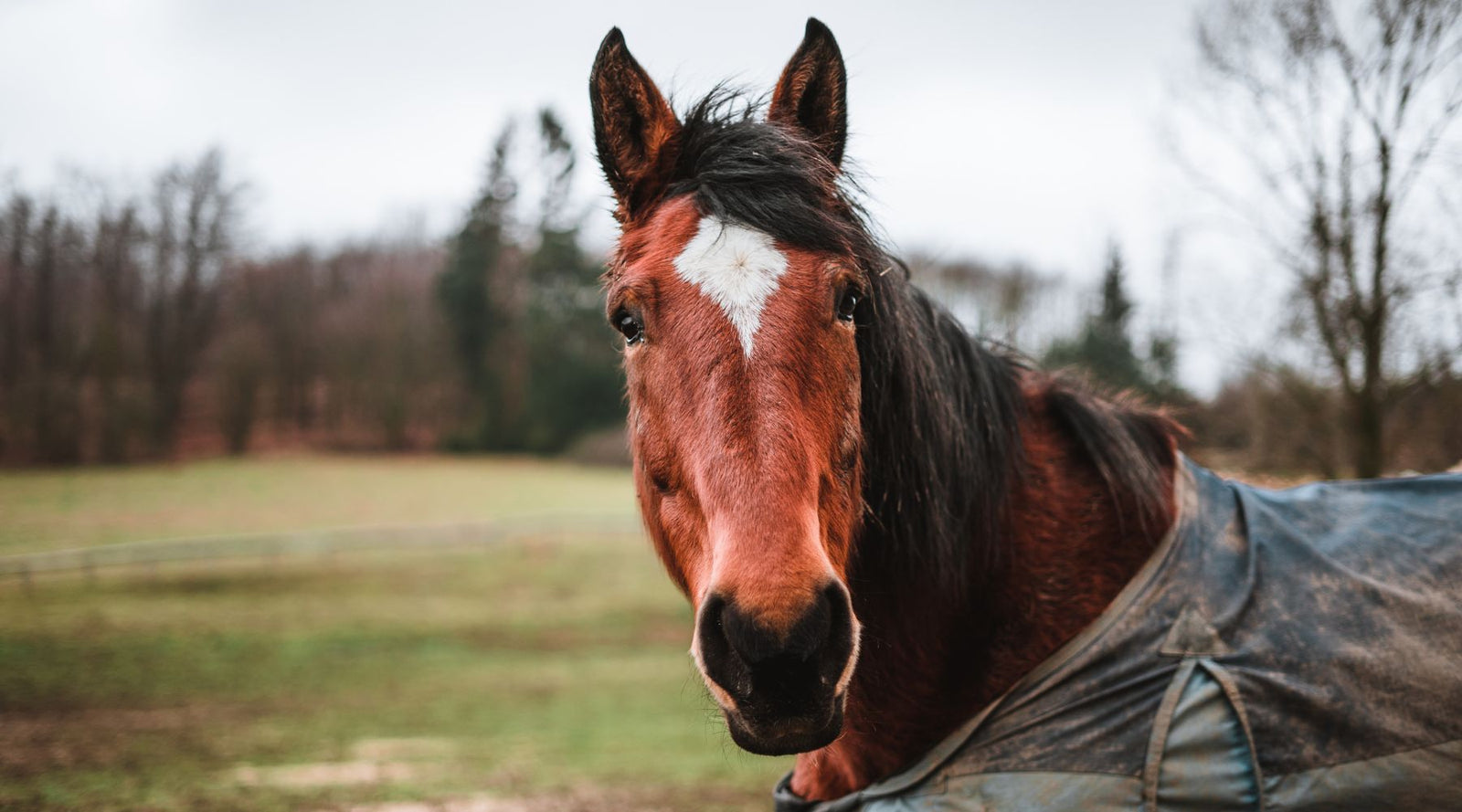 Winter Horse Health – Common Ailments & How To Manage them