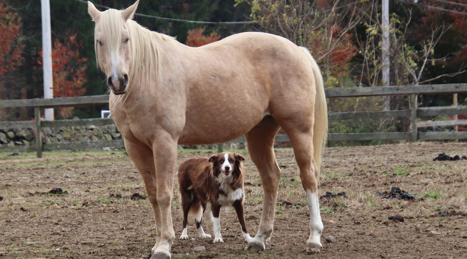 Natural Support for Stiff & Sore Joints: Tips for Horses, Dogs, Cats, and People