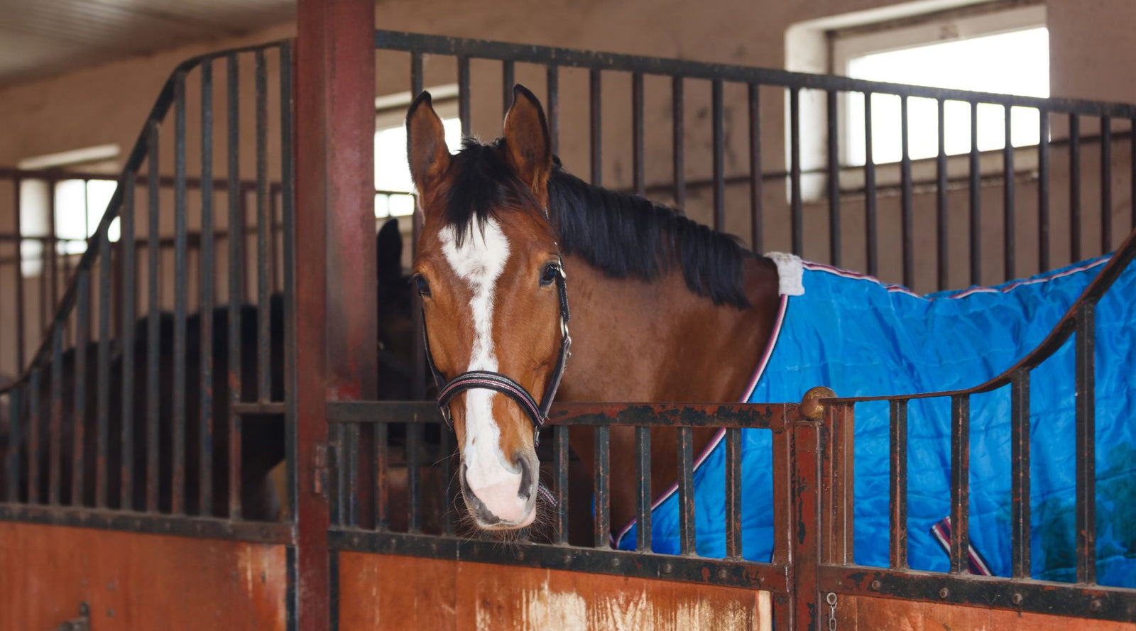 Natural Winter Wellbeing Tips for Horses, Pets & People from Hippo Health