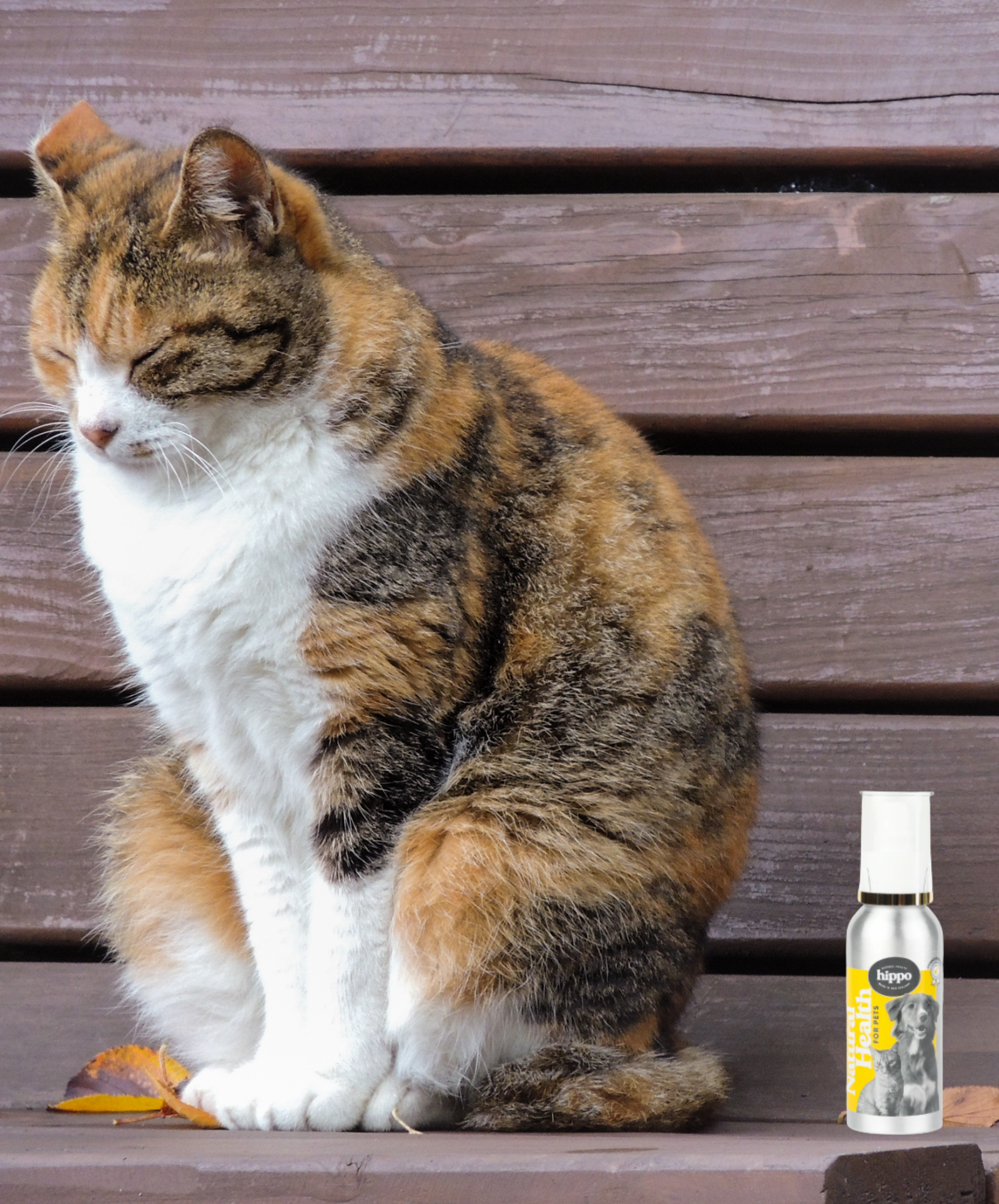 Sinus Plus - Feline
