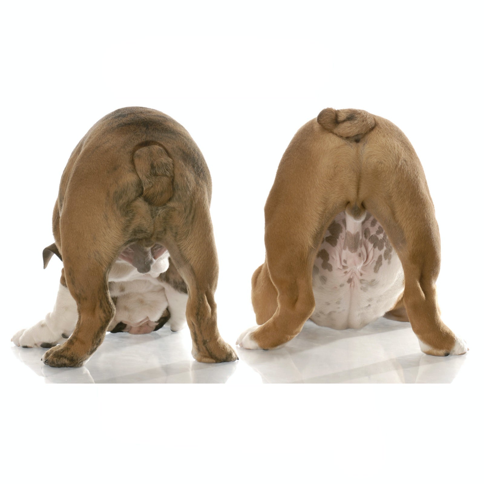 Anal Glands Plus for Pets | Hippo Health