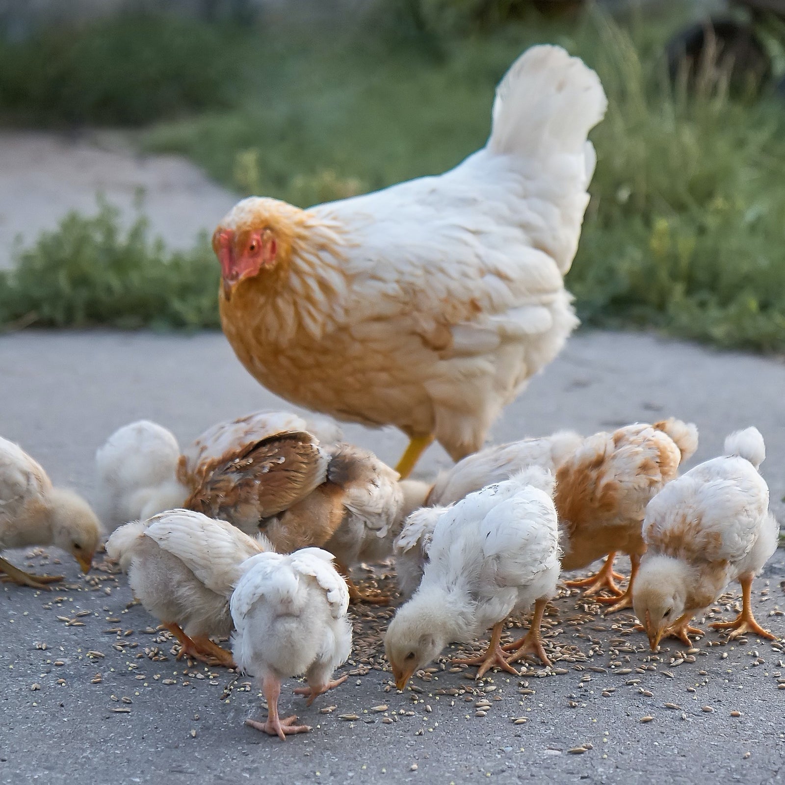 Bird Health Plus for Birds | Hippo Health