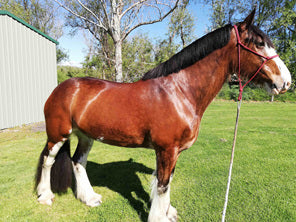 Feather_Mites_Plus_for_Horses | Hippo Health