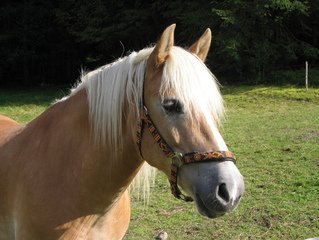 Grass_Allergy_Equine_for_Horses | Hippo Health