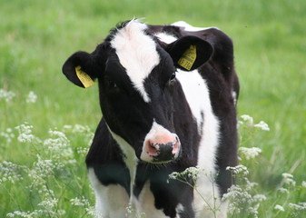 Grass_Allergy_Livestock | Hippo Health