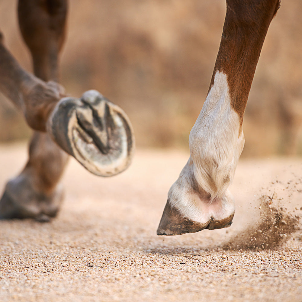 Healthy Hooves for Horse | Hippo Health
