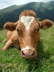 Condition Plus - Livestock for Livestock | Hippo Health