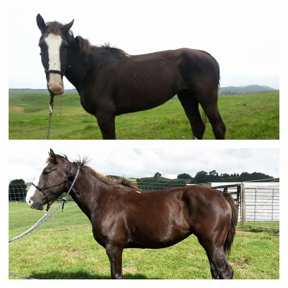 Conditioning Tonic for Horse | Hippo Health