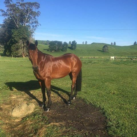 Conditioning Tonic for Horse | Hippo Health