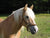 Grass Allergy - Equine for Horse | Hippo Health