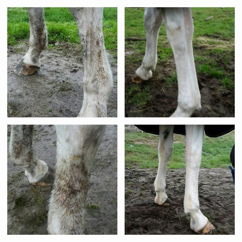 Horse suffering from rain rot / rain scald taking the Hippo remedy with before and after comparison