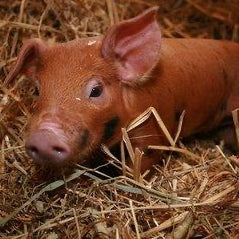 Joint Health - Pigs for Livestock | Hippo Health