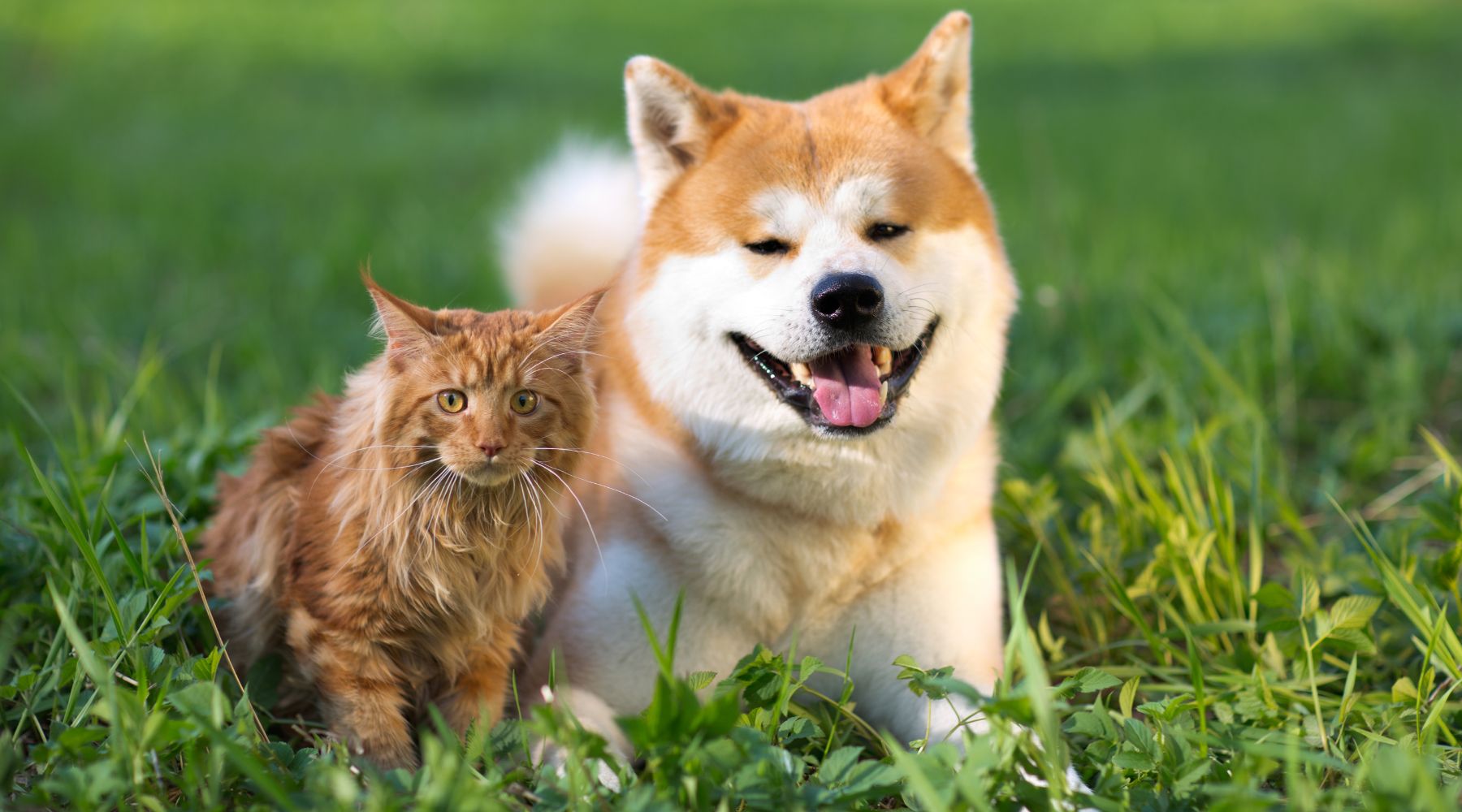 Natural ways to keep cats and dogs flea & tick free including using BioPet Fleas & Ticks - a natural, chemical free and affordable flea and tick repellent for cats and dogs.