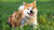 Natural ways to keep cats and dogs flea & tick free including using BioPet Fleas & Ticks - a natural, chemical free and affordable flea and tick repellent for cats and dogs.