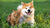 Natural ways to keep cats and dogs flea & tick free including using BioPet Fleas & Ticks - a natural, chemical free and affordable flea and tick repellent for cats and dogs.