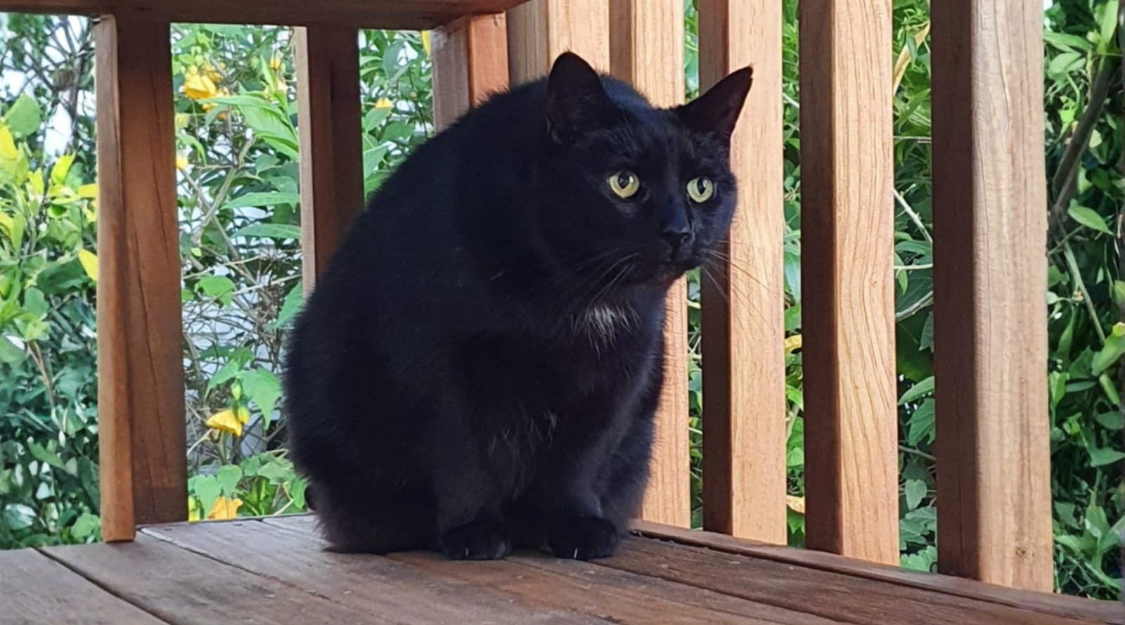 A black cat hiding and looking nervous while outside in the Spring.