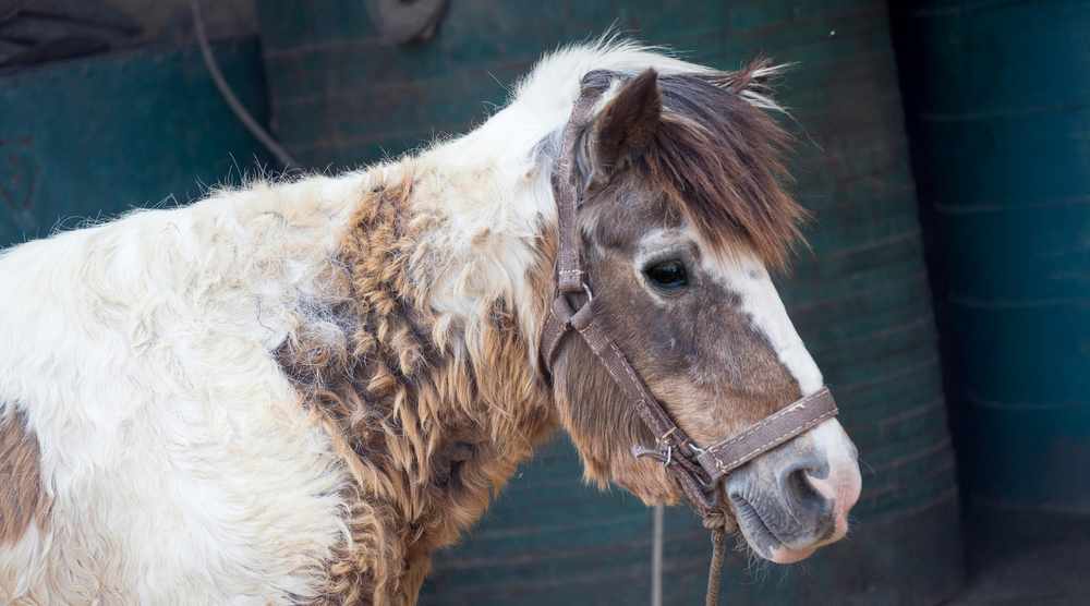 Overugging Horse Risks Cushing’s Disease in Horses: Causes, Risks & Management - Hippo Health