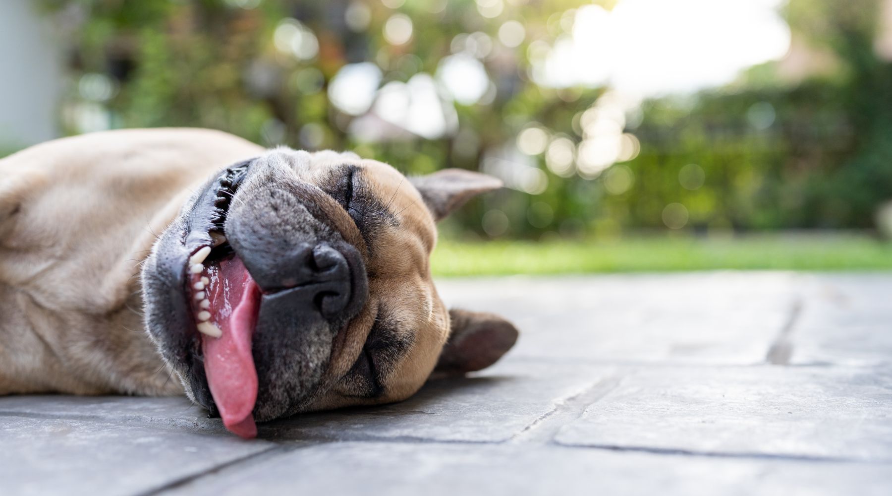 9 Ways to keep your dog safe this summer - tips for managing dehydration & heat exhaustion.